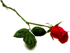 rose bud